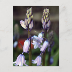 Carte Postale hyacinthe deux