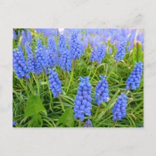 Carte postale Hyacinthes de raisin