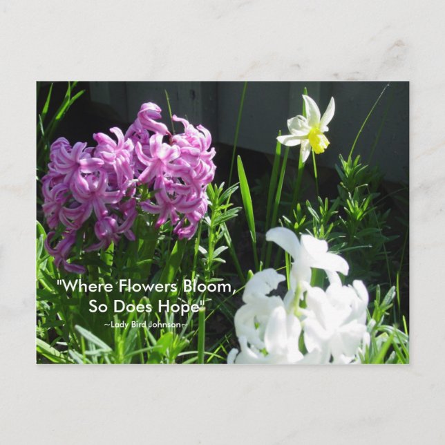 Carte Postale Hyacinthes et jonquille (Devant)