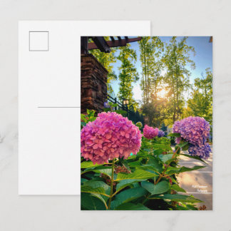 Carte postale Hydrangea !