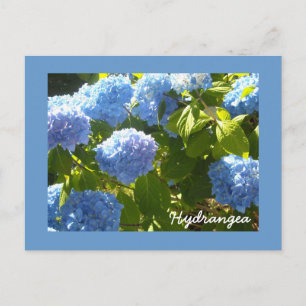 Carte Postale Hydrangea Bleu Ensoleillé