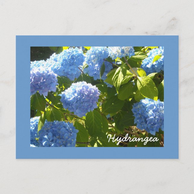 Carte Postale Hydrangea Bleu Ensoleillé (Devant)