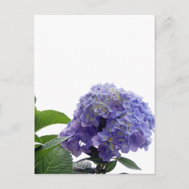 Carte postale Hydrangea Bush (Devant)