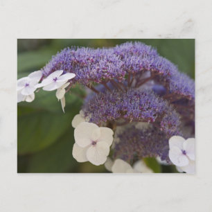 Carte Postale Hydrangea en fleurs, Jardin chinois Dr Sun Yat-Sen