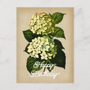 Carte Postale Hydrangea Fleur Élégante Vintage Joyeux Anniversai