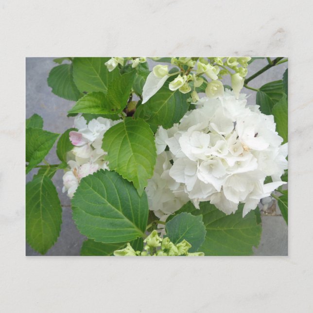 Carte Postale Hydrangea Flower Green White Nature Jardin Plantes (Devant)