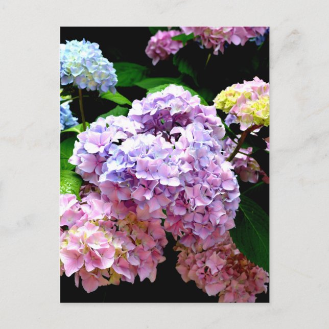 Carte Postale Hydrangea garden, rose, bleu, purple floral (Devant)