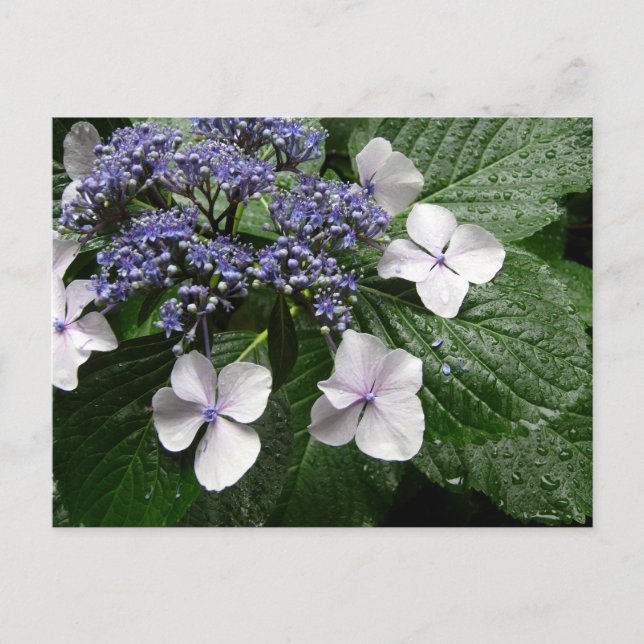 Carte Postale Hydrangea : Japon (Devant)