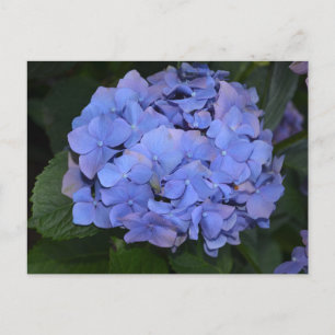 Carte Postale Hydrangea macrophylla violette rustique