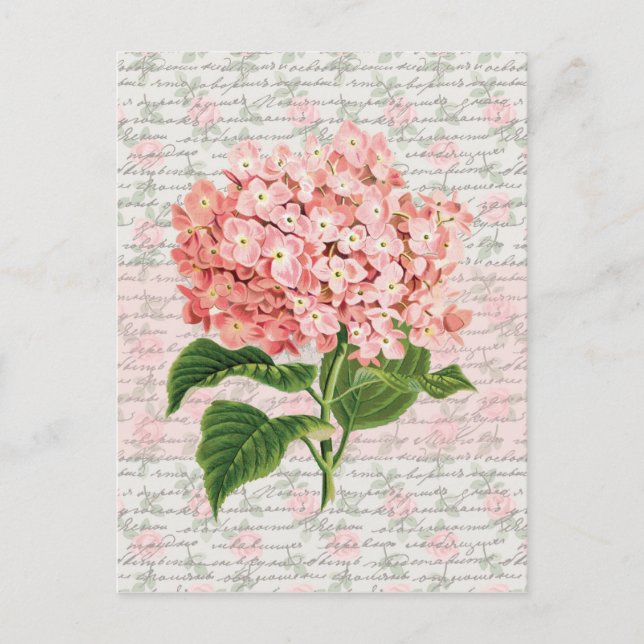 Carte Postale Hydrangea Rêve Vintage (Devant)
