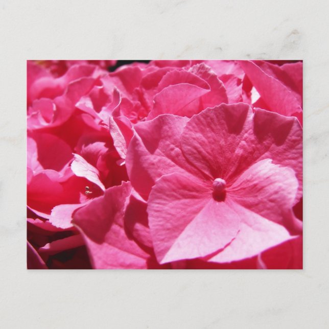 Carte Postale Hydrangea rose (Devant)