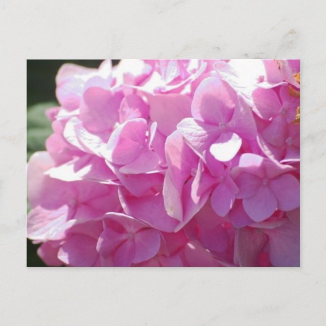 Carte Postale Hydrangea rose (Devant)