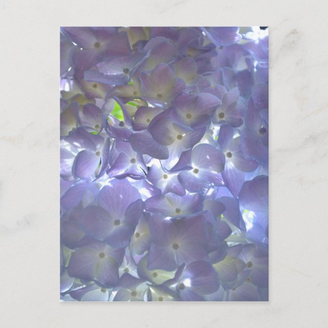 Carte Postale Hydrangeas Lilas (Devant)