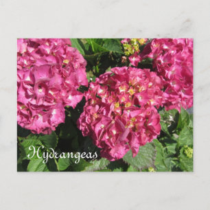 Carte Postale Hydrangeas roses