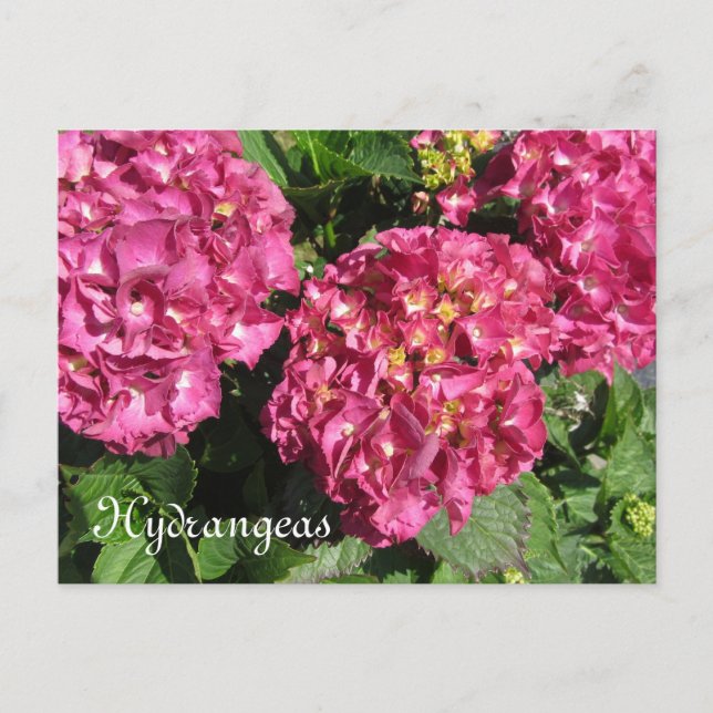 Carte Postale Hydrangeas roses (Devant)