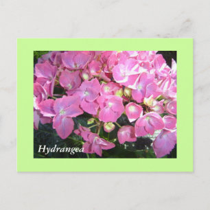 Carte Postale Hydrangeas roses