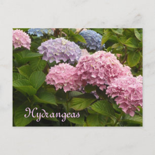 Carte Postale Hydrangée