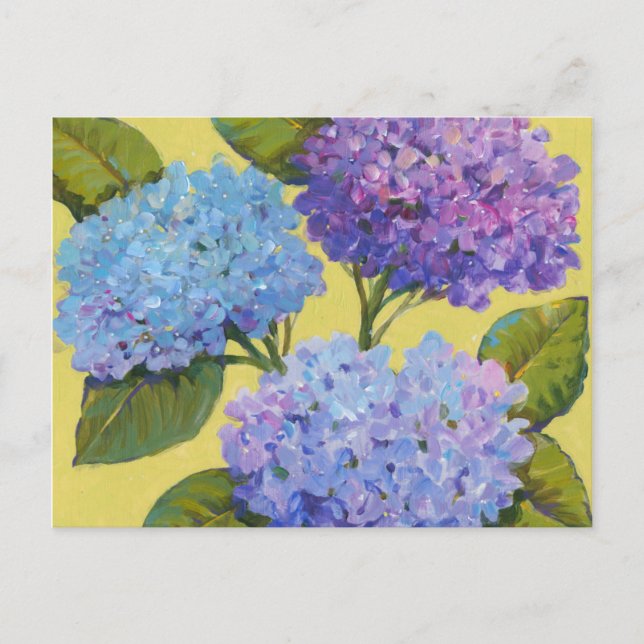 Carte Postale Hydrangée de printemps I (Devant)