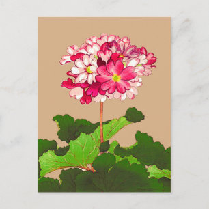 Carte Postale Hydrangée japonaise vintage. Rose et vert
