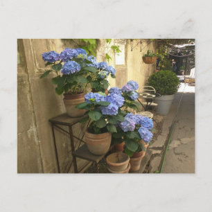 Carte Postale Hydrangées dans les pots