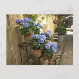 Carte Postale Hydrangées dans les pots