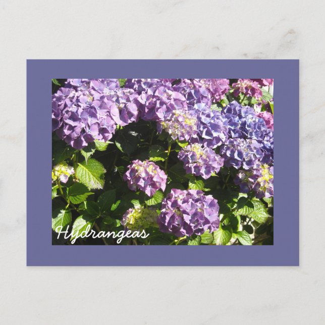 Carte Postale Hydrangées violettes profondes (Devant)