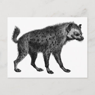 Carte Postale Hyena