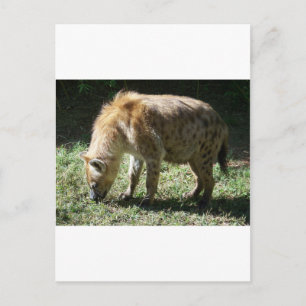 Carte Postale Hyena