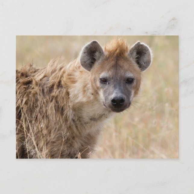 Carte Postale Hyena (Devant)