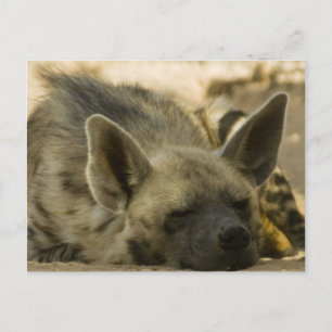 Carte postale Hyena dormant