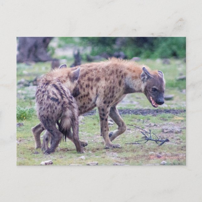 Carte Postale Hyena Wildlife of Africa (Devant)