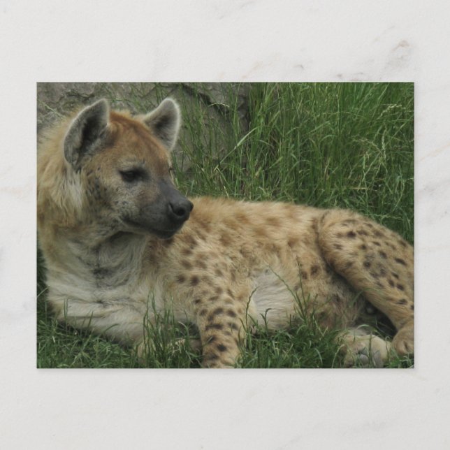 Carte postale Hyenas riante (Devant)
