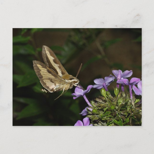 Carte Postale Hyles gallii (Devant)