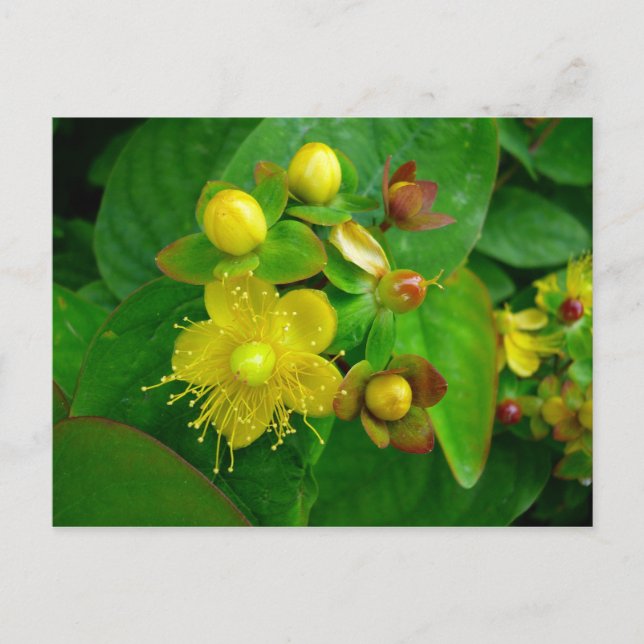 Carte Postale Hypericum Androsaemon 02 (Devant)