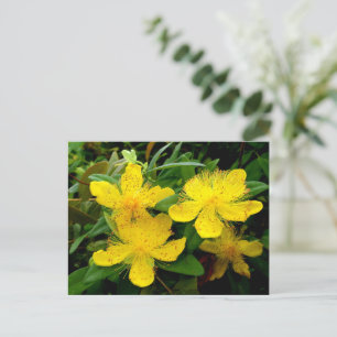 Carte Postale Hypericum calycinum