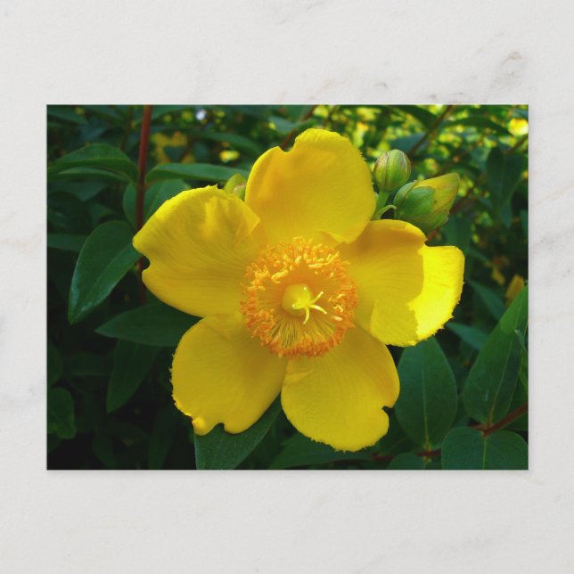 Carte Postale Hypericum Hidcote (Devant)