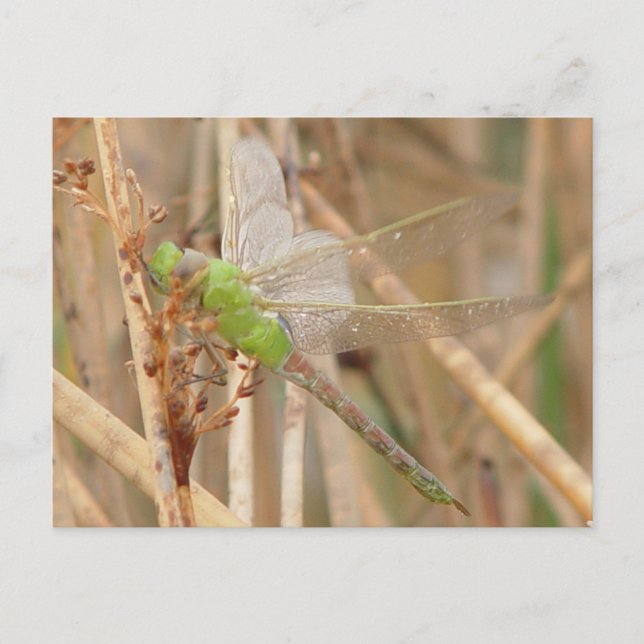 Carte Postale I1 Libellule verte (Devant)