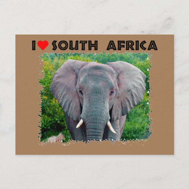 Carte Postale I Heart Afrique du Sud jeune éléphant taureau (Devant)
