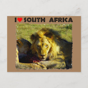 Carte Postale I Heart South Africa Lion Stare