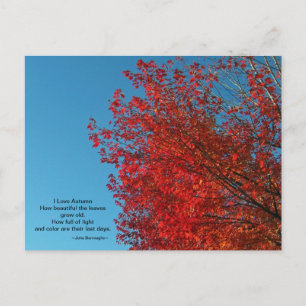 Carte postale I Love Autumn
