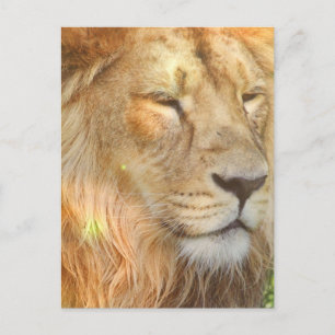 Carte postale I Love Lions