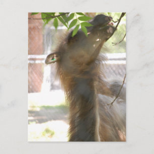 Carte Postale I Love Llamas