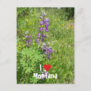 Carte Postale I Love Montana