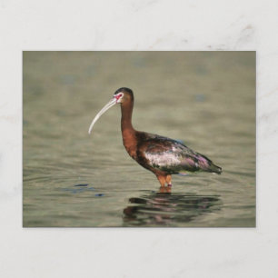 Carte Postale Ibis à visage blanc