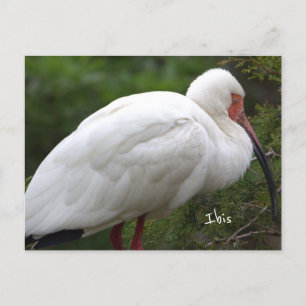 Carte postale Ibis Bird Photo
