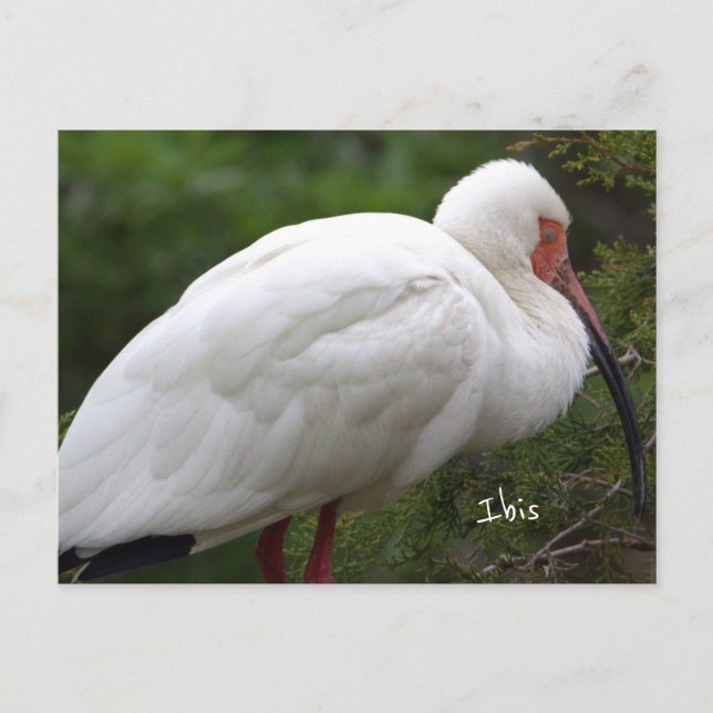 Carte postale Ibis Bird Photo (Devant)