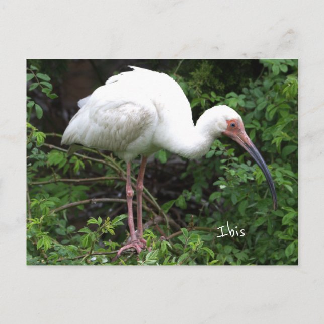 Carte postale Ibis Bird Photo (Devant)