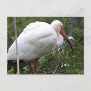 Carte postale Ibis Bird Photo