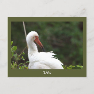 Carte postale Ibis Bird Photo