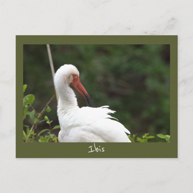 Carte postale Ibis Bird Photo (Devant)